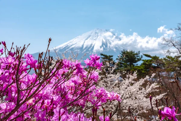 Kilátás nyílik a Mount Fuji és fehér rózsaszín cseresznyefa virágok teljes virágzás tó Shoji (Shojiko) Park, a tavaszi napsütésben, tiszta kék ég természetes háttérrel. Cseresznye virágok Yamanashi, Japán — Stock Fotó