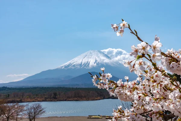 Vista del Monte Fuji y flores de cerezo blanco en flor en el Lago Shoji (Shojiko) Parque en primavera día soleado con fondo natural cielo azul claro. Cerezos en Yamanashi, Japón — Foto de Stock