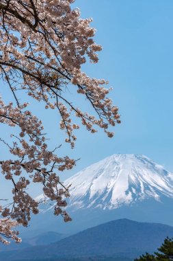 Görünümü tam çiçeklenme beyaz pembe kiraz ağacı çiçek bahar güneşli gün berrak mavi gökyüzünün doğal arka plan ile Park'ta Gölü Shoji (Shojiko) ve Fuji Dağı. Kiraz çiçekleri: Yamanashi, Japan