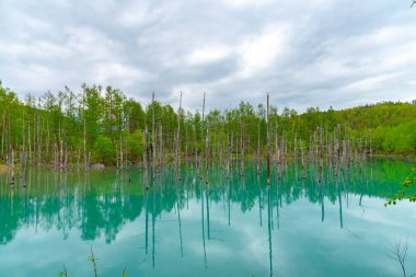 Mavi gölet (Aoas) yaz aylarında ağacın yansıması ile, Biei Town Shirogane Onsen yakınında bulunan, Hokkaido, Japonya 
