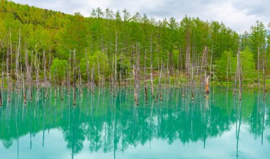 Mavi gölet (Aoas) yaz aylarında ağacın yansıması ile, Biei Town Shirogane Onsen yakınında bulunan, Hokkaido, Japonya 