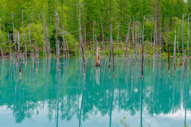 Mavi gölet (Aoas) yaz aylarında ağacın yansıması ile, Biei Town Shirogane Onsen yakınında bulunan, Hokkaido, Japonya 