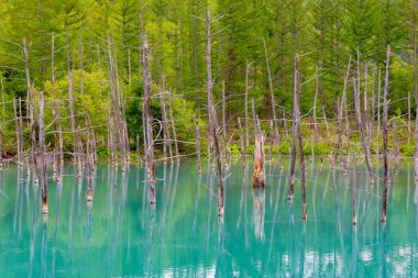 Mavi gölet (Aoas) yaz aylarında ağacın yansıması ile, Biei Town Shirogane Onsen yakınında bulunan, Hokkaido, Japonya 