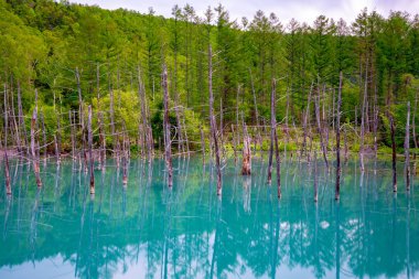 Mavi gölet (Aoas) yaz aylarında ağacın yansıması ile, Biei Town Shirogane Onsen yakınında bulunan, Hokkaido, Japonya 