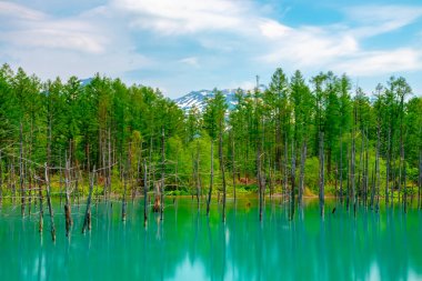 Mavi gölet (Aoas) yaz aylarında ağacın yansıması ile, Biei Town Shirogane Onsen yakınında bulunan, Hokkaido, Japonya 