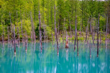 Mavi gölet (Aoas) yaz aylarında ağacın yansıması ile, Biei Town Shirogane Onsen yakınında bulunan, Hokkaido, Japonya 