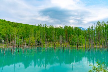Mavi gölet (Aoas) yaz aylarında ağacın yansıması ile, Biei Town Shirogane Onsen yakınında bulunan, Hokkaido, Japonya 