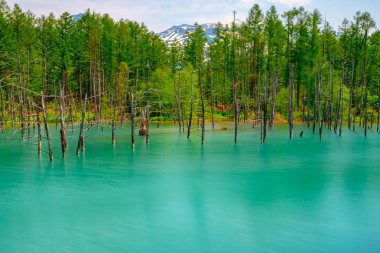 Mavi gölet (Aoas) yaz aylarında ağacın yansıması ile, Biei Town Shirogane Onsen yakınında bulunan, Hokkaido, Japonya 