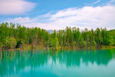 Mavi gölet (Aoas) yaz aylarında ağacın yansıması ile, Biei Town Shirogane Onsen yakınında bulunan, Hokkaido, Japonya 