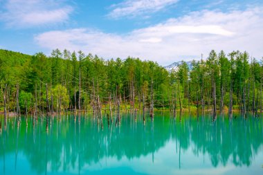 Mavi gölet (Aoas) yaz aylarında ağacın yansıması ile, Biei Town Shirogane Onsen yakınında bulunan, Hokkaido, Japonya 