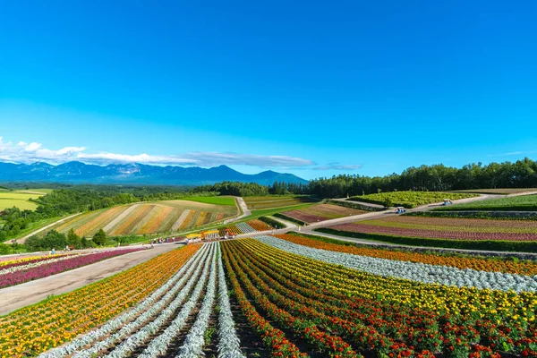 鮮やかな花の縞模様が来場者を魅了します 北海道美瑛町の観光スポット 四季西の丘 のパノラマの色とりどりの花畑 — ストック写真