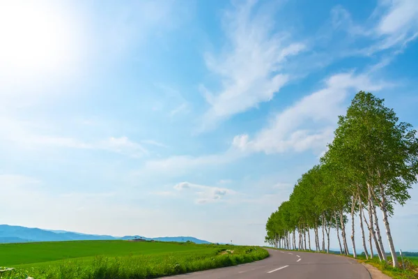 Χωράφια, σειρά δέντρων σε λόφο με μπλε ουρανό την ηλιόλουστη μέρα. Τοπίο της φύσης. — Φωτογραφία Αρχείου