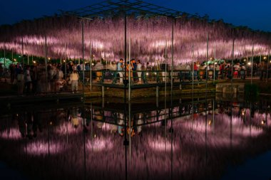 Tochigi Prefecture, Japonya 16 Nisan 2018: Ashikaga çiçek Parkı 'nda büyük Wisteria Festivali. Renkli tam çiçek açan çiçekler ile geceleri aydınlatılmış gizemli güzellik. Ünlü seyahat destinasyonu