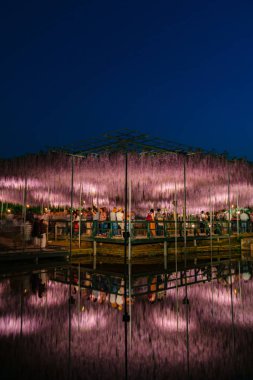 Tochigi Prefecture, Japonya 16 Nisan 2018: Ashikaga çiçek Parkı 'nda büyük Wisteria Festivali. Renkli tam çiçek açan çiçekler ile geceleri aydınlatılmış gizemli güzellik. Ünlü seyahat destinasyonu
