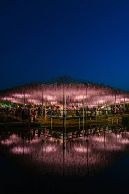 Tochigi Prefecture, Japonya 16 Nisan 2018: Ashikaga çiçek Parkı 'nda büyük Wisteria Festivali. Renkli tam çiçek açan çiçekler ile geceleri aydınlatılmış gizemli güzellik. Ünlü seyahat destinasyonu