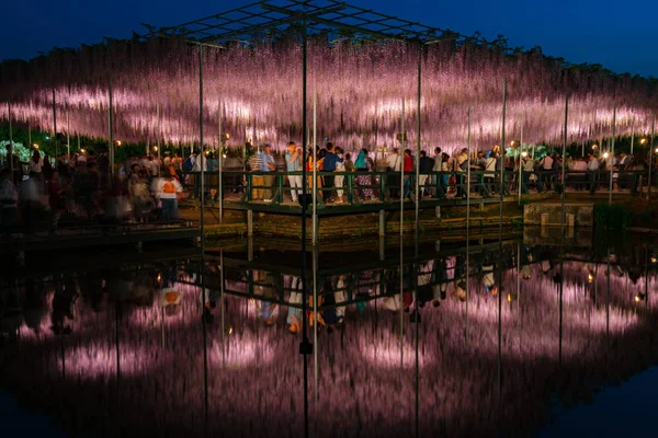 Tochigi Prefecture, Japonya 16 Nisan 2018: Ashikaga çiçek Parkı 'nda büyük Wisteria Festivali. Renkli tam çiçek açan çiçekler ile geceleri aydınlatılmış gizemli güzellik. Ünlü seyahat destinasyonu