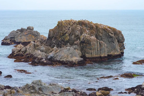 Muchas gaviotas están sobre rocas aisladas en el océano, relajándose y volando alrededor de las rocas . —  Fotos de Stock