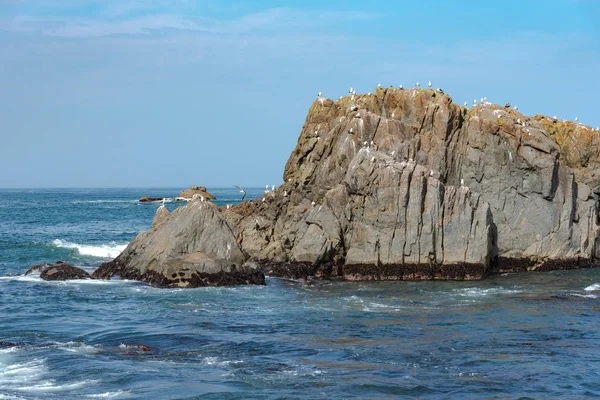 Viele Möwen stehen isoliert auf Felsen im Ozean, entspannen sich und fliegen um die Felsen herum. — Stockfoto