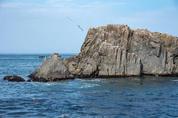 Veel meeuwen staan op rotsen geïsoleerd in de Oceaan, ontspannen en vliegen rond de rotsen. — Stockfoto