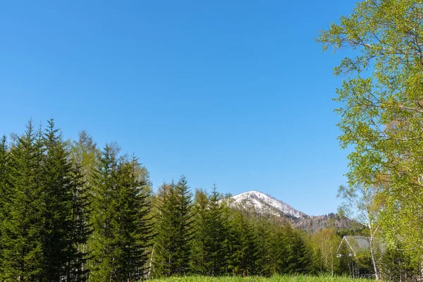 在夏天的晴天，在前景山上的树木排着大树，背景是广阔的蓝天。自然景观，美丽的乡村景色 — 图库照片