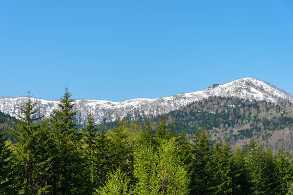 Row of trees on foreground mountains with vast blue sky on background in sunny day in summer time. Nature landscape, beautiful scenic countryside view