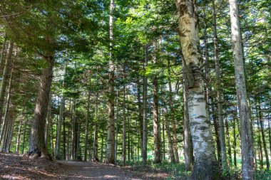 Güzel orman manzara görünümü, arka planda mavi gökyüzü. Güneşli gün yaz aylarında doğa manzara