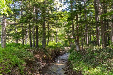 Güzel orman manzara görünümü, arka planda mavi gökyüzü. Güneşli gün yaz aylarında doğa manzara