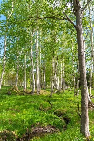 Schöne Waldlandschaft Blick, blauer Himmel auf dem Hintergrund. Naturlandschaft bei sonnigem Sommertag — Stockfoto