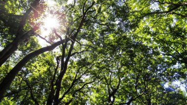 Akita, Japonya - 11 Ağustos 2016 : Shirakami-Sanchi dağlık bölgesinde Juniko Oniki Gölleri. Tohoku bölgesinde Unesco Dünya Mirası. Aomori Prefecture, Japonya