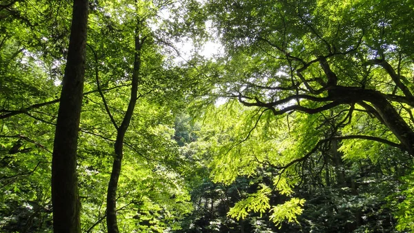 Акита, Япония - 11 августа 2016 года: Двенадцать озер Джунико в горном районе Шираками-Санчи. Объект Всемирного наследия ЮНЕСКО в регионе Тохоку. Префектура Аомори — стоковое фото