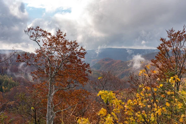 秋の紅葉風景、美しい風景。秋は壮大な色でいっぱいです。全体の山と谷は、赤、オレンジ、黄金色の背景の異なる色合いで浴びています — ストック写真