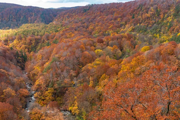 Herfst gebladerte landschap uitzicht, prachtige landschappen. Fall is vol met prachtige kleuren. Hele berg en vallei is badend in verschillende tinten van rood, oranje en gouden kleuren achtergrond — Stockfoto