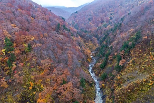 Sonbahar yeşillik manzara. Sonbahar sezonunda vadi ve akarsu havadan görünümü. Kırmızı, turuncu ve altın renklerde renkli orman ağaçları arka planı