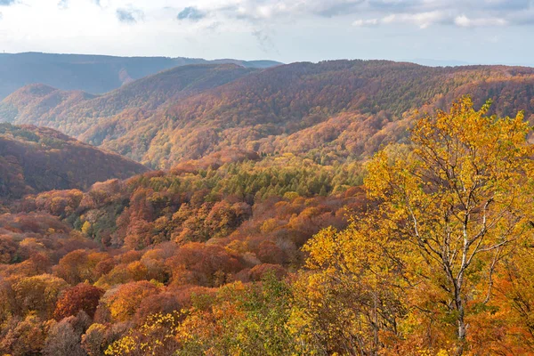 Herfst loof landschap. Luchtfoto van vallei en stroom in het najaar. Kleurrijke bos bomen achtergrond in rood, oranje en gouden kleuren — Stockfoto