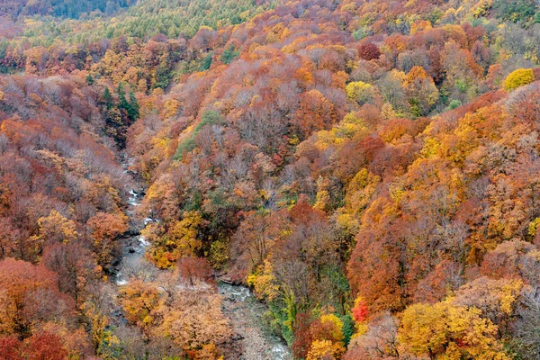 Herfst loof landschap. Luchtfoto van vallei en stroom in het najaar. Kleurrijke bos bomen achtergrond in rood, oranje en gouden kleuren — Stockfoto