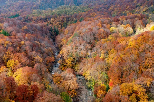 Herfst loof landschap. Luchtfoto van vallei en stroom in het najaar. Kleurrijke bos bomen achtergrond in rood, oranje en gouden kleuren — Stockfoto