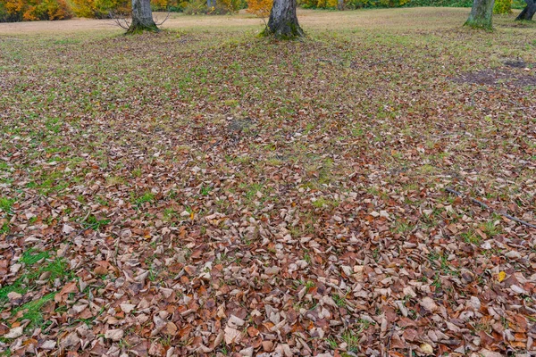 Падшие листья на землю. Осенний пейзаж листвы, красивые пейзажи. Осень полна величественных красок — стоковое фото