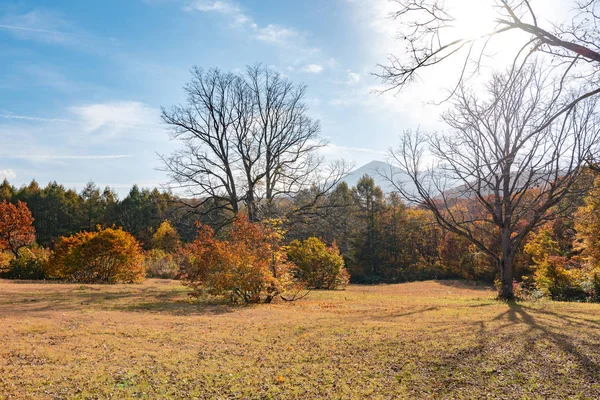 Őszi lombozat táj kilátás, gyönyörű tájak. Színes erdei fák az előtérben, és ég a háttérben — Stock Fotó