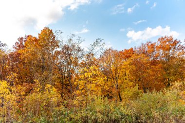 Sonbahar yeşillik manzara görünümü, güzel manzaralar. Ön planda renkli orman ağaçları ve arka planda gökyüzü
