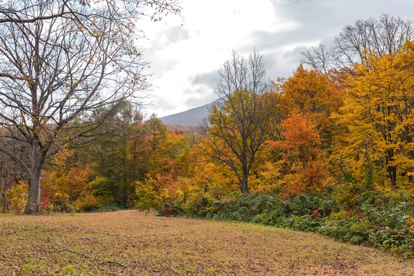 Otoño follaje paisaje vista, hermosos paisajes. Árboles forestales coloridos en primer plano, y cielo en el fondo —  Fotos de Stock