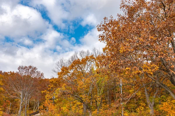秋の紅葉風景、美しい風景。前景のカラフルな森の木々、背景の空 — ストック写真