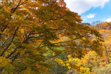 Sonbahar yeşillik manzara görünümü, güzel manzaralar. Ön planda renkli orman ağaçları ve arka planda gökyüzü