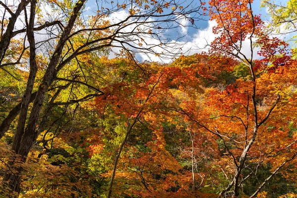 Otoño follaje paisaje vista, hermosos paisajes. Árboles forestales coloridos en primer plano, y cielo en el fondo — Foto de Stock