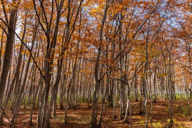 Ormanda renkli ağaçlar. Sonbahar yeşillik manzara görünümü, kırmızı, turuncu ve altın renklerde muhteşem renklerle dolu yeşillik