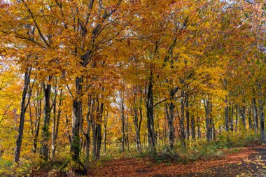 Ormanda renkli ağaçlar. Sonbahar yeşillik manzara görünümü, kırmızı, turuncu ve altın renklerde muhteşem renklerle dolu yeşillik
