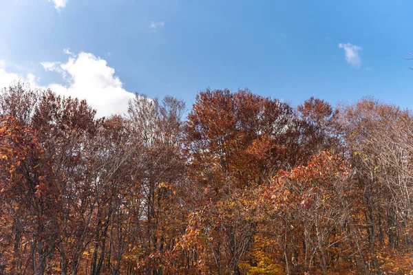 Осенний пейзаж листвы, красивые пейзажи. Красочные лесные деревья на переднем плане и небо на заднем плане — стоковое фото