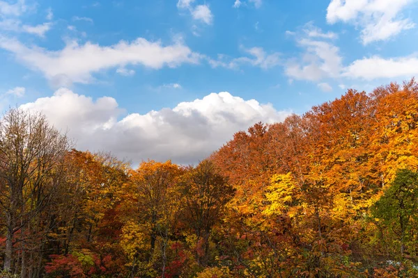 秋の紅葉風景、美しい風景。前景のカラフルな森の木々、背景の空 — ストック写真