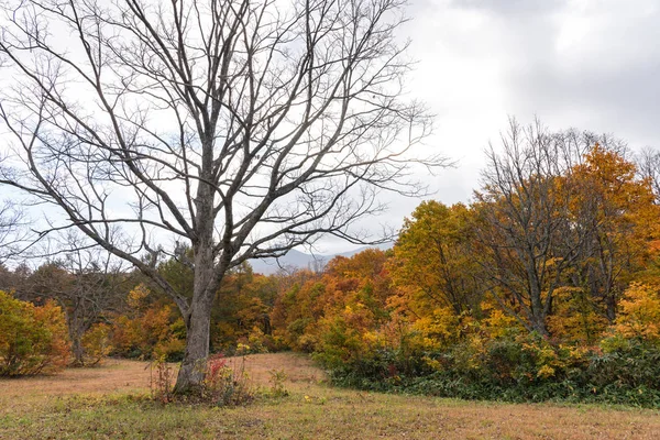 Podzimní výhled na podzim, nádherný pohled na krajinu. Barevné lesní stromy v popředí a nebe na pozadí — Stock fotografie