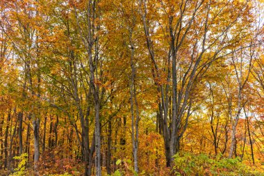 Ormanda renkli ağaçlar. Sonbahar yeşillik manzara görünümü, kırmızı, turuncu ve altın renklerde muhteşem renklerle dolu yeşillik