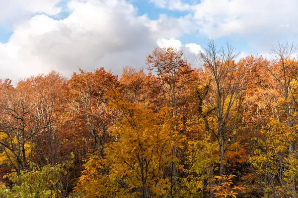 Herfst gebladerte landschap uitzicht, prachtige landschappen. Kleurrijke bos bomen op de voorgrond, en hemel op de achtergrond — Stockfoto